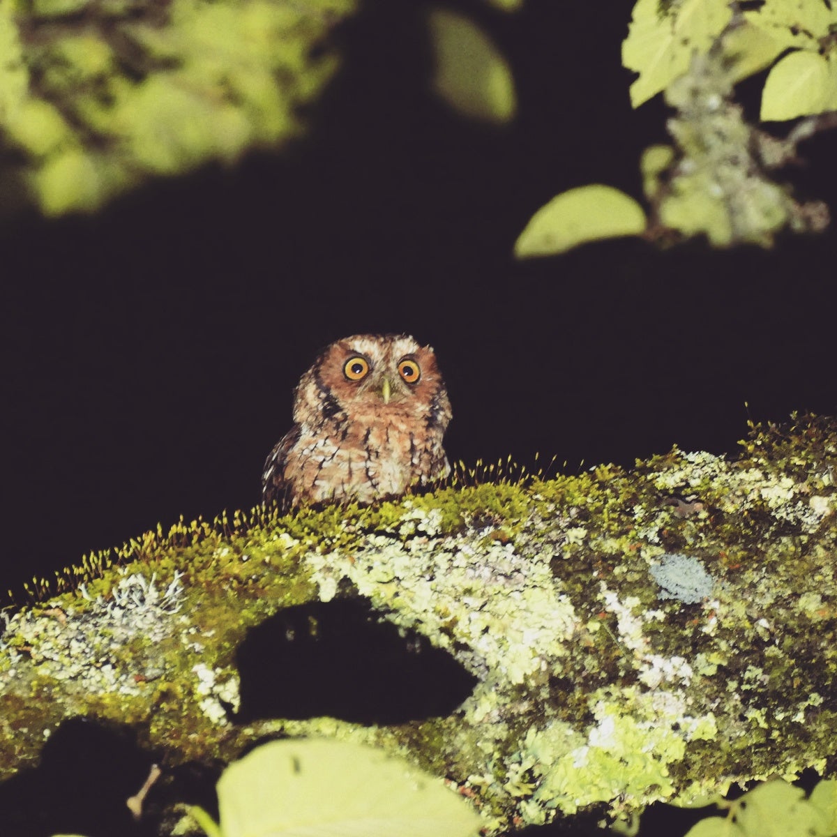 A Yungas Screech-Owl spotlighted after dark near camp! Cerro Negro, Argentina. Noah Strycker